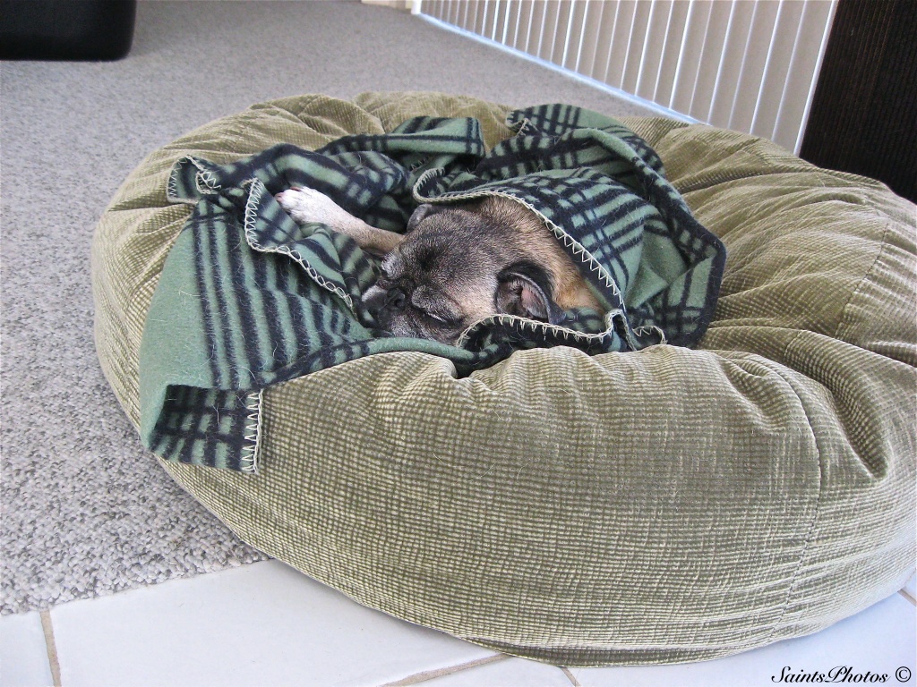 Pug in a blanket by stcyr1up