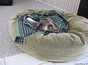13th Jan 2012 - Pug in a blanket
