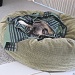 Pug in a blanket by stcyr1up