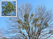 15th Jan 2012 - Mistletoe