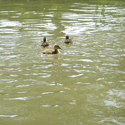 22nd May 2010 - Ducks