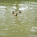 Ducks by berend