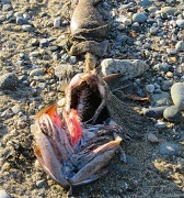 15th Jan 2012 - Washed Up