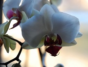 15th Jan 2012 - Orchid