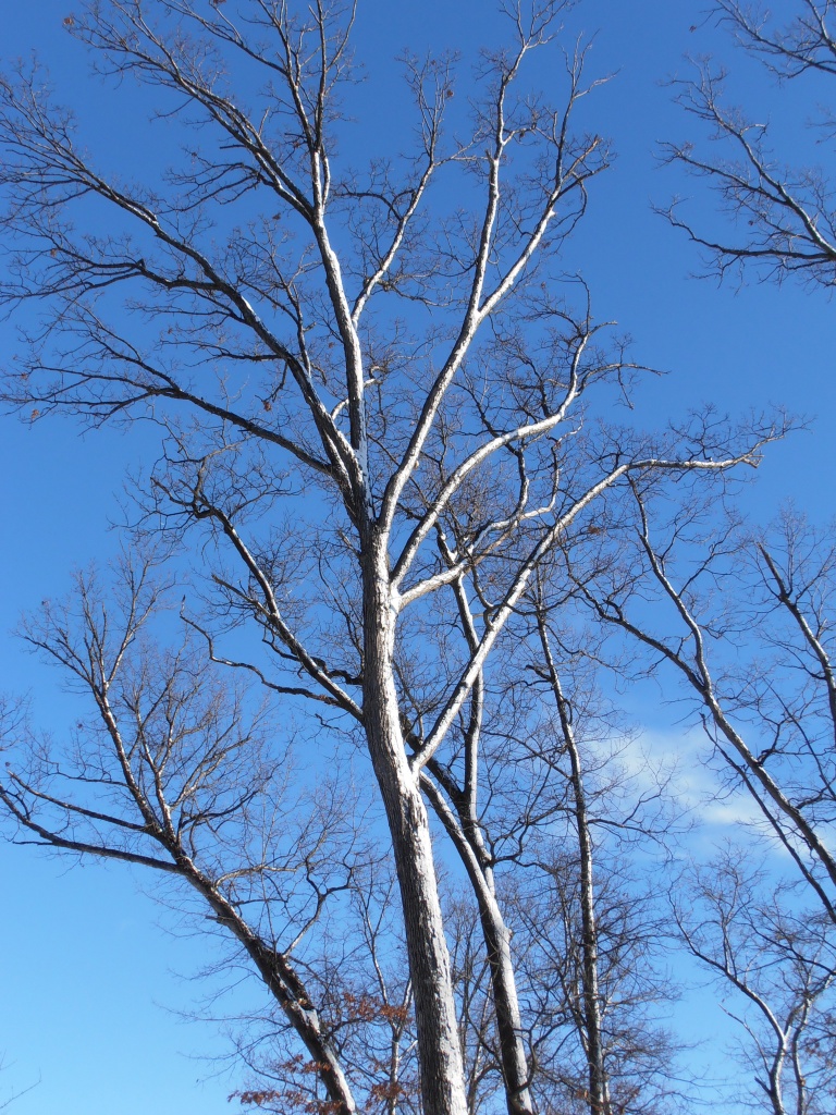 Snow Striped Tree by julie