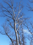 15th Jan 2012 - Snow Striped Tree