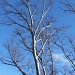 Snow Striped Tree by julie