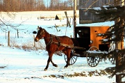 15th Jan 2012 - Amish buggy