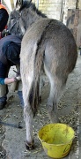 15th Jan 2012 - Donkey's pedicure! 