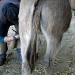Donkey's pedicure!  by parisouailleurs