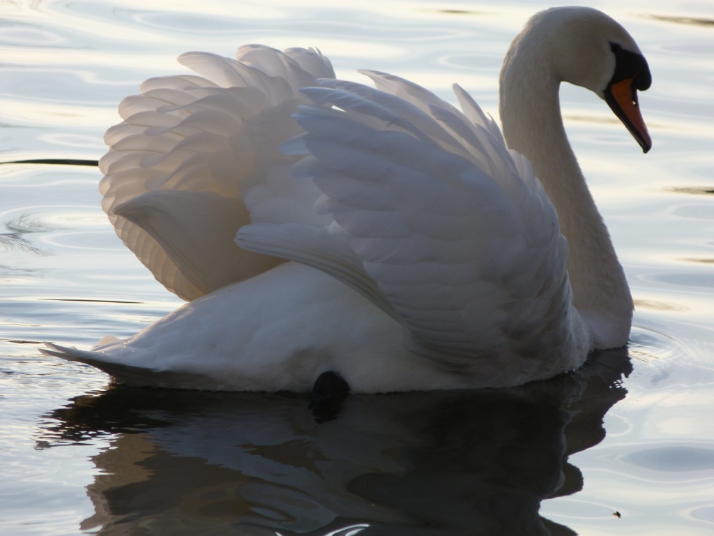 Swans 003 by rosiekind