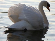 16th Jan 2012 - Swans 003