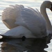 Swans 003 by rosiekind