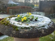 16th Jan 2012 - flowers in frost