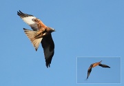 16th Jan 2012 - Kite flying