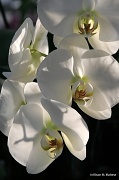 16th Jan 2012 - White Orchids