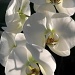 White Orchids by falcon11