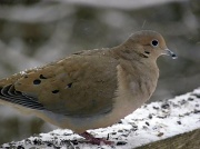 16th Jan 2012 - Mourning Dove
