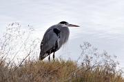 15th Jan 2012 - What kind of bird is this?