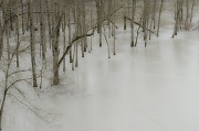 16th Jan 2012 - Frozen