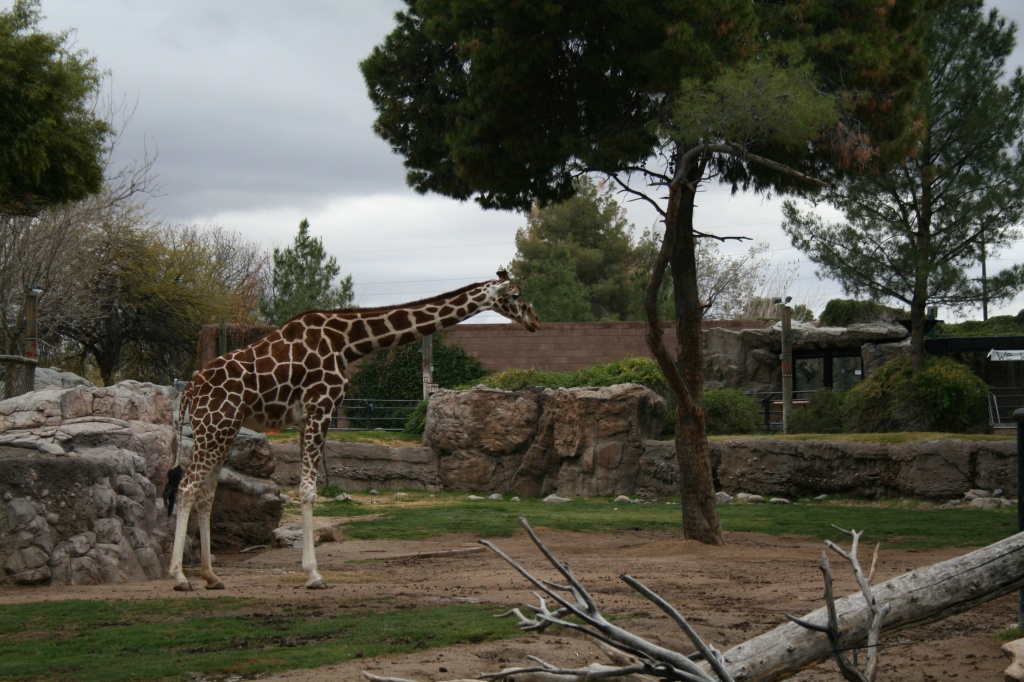 Giraffe At Reid Park Zoo by kerristephens