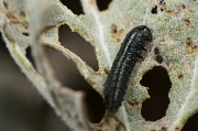 12th Jan 2012 - Encelia Leaf Beetle