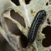 Encelia Leaf Beetle by robv