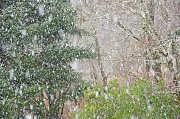 17th Jan 2012 - Snow Falling on Fir