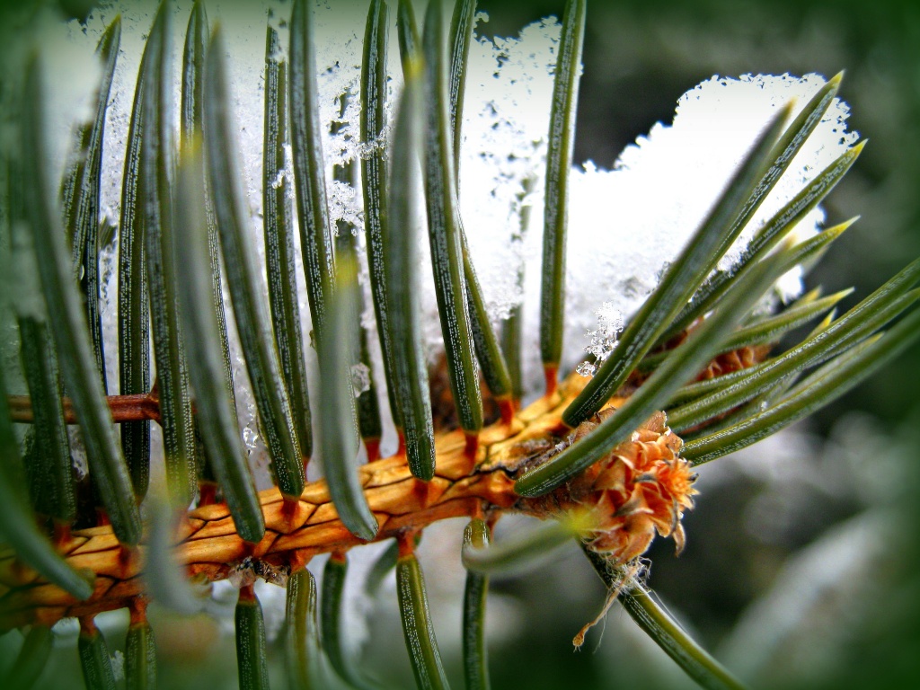 macro pine with snow by myhrhelper
