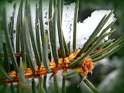 17th Jan 2012 - macro pine with snow