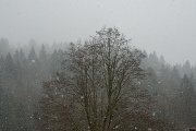 17th Jan 2012 - keep on snowing!