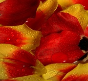 17th Jan 2012 - Petal by petal life goes by....