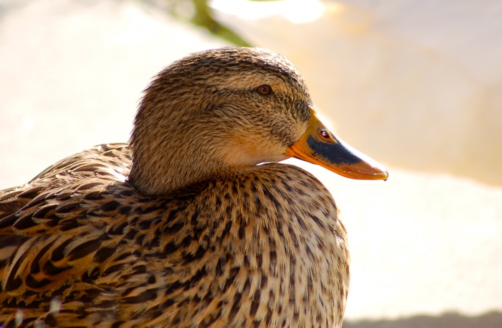 Hello Ducky! by kdrinkie