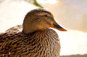 16th Jan 2012 - Hello Ducky!