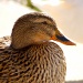 Hello Ducky! by kdrinkie