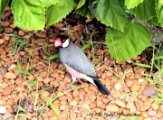 7th Jan 2012 - Hawaiian Bird