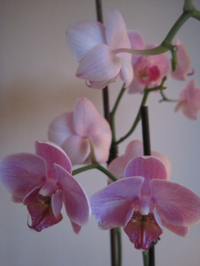 pink phalaenopsis by quietpurplehaze