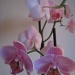 pink phalaenopsis by quietpurplehaze