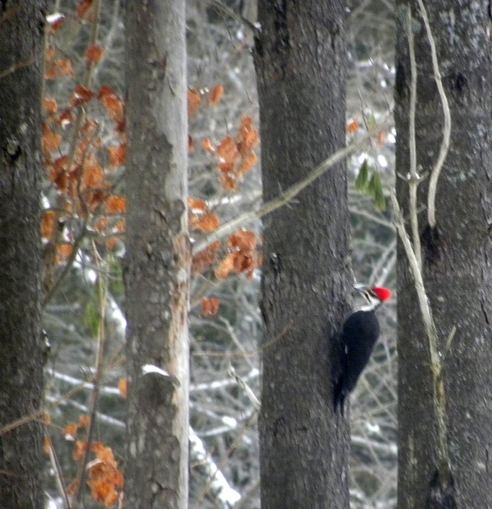 Pileated Woody by sunnygreenwood