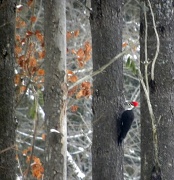18th Jan 2012 - Pileated Woody