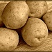 Mr. McMillan's Potatoes by peggysirk