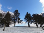 18th Jan 2012 - Uphill Trees