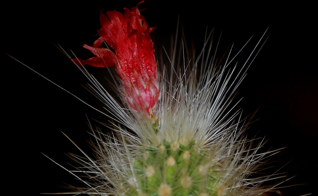 Spiky by andycoleborn