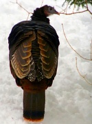 18th Jan 2012 - Feathers