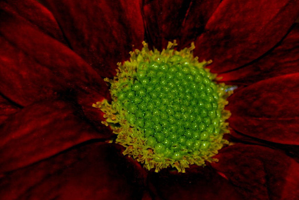 Chrysanthemum by andycoleborn