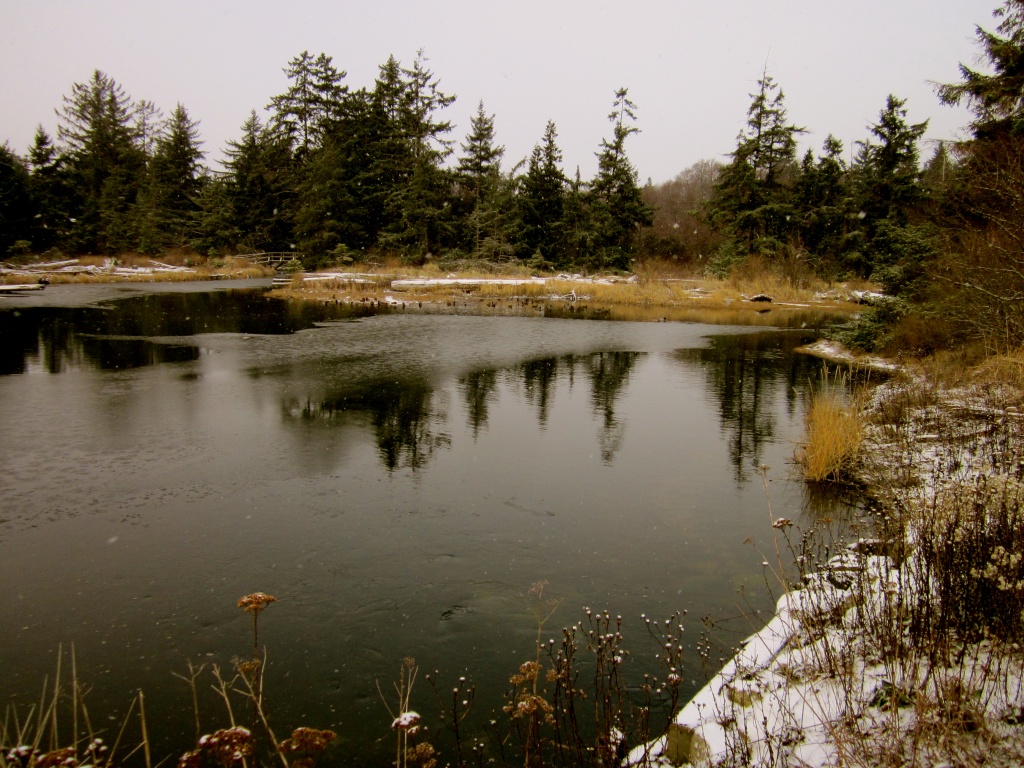 Snowy Pond by pamelaf