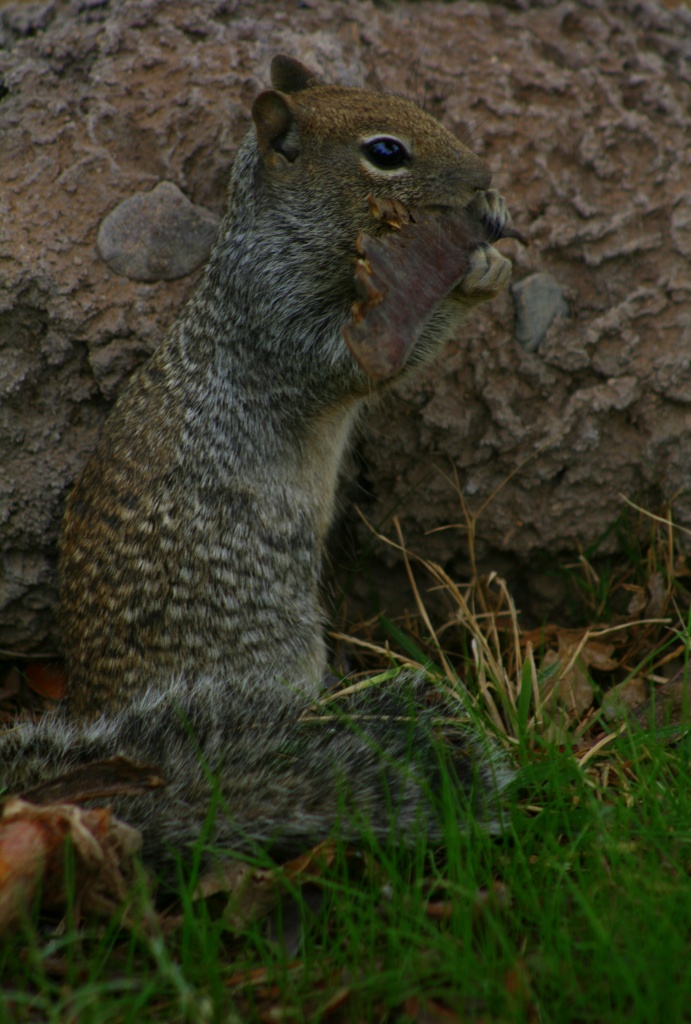 Squirrel by kerristephens