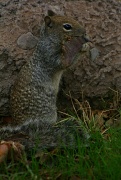 18th Jan 2012 - Squirrel