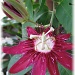 passion flower by mjmaven