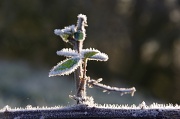 19th Jan 2012 - frost part two